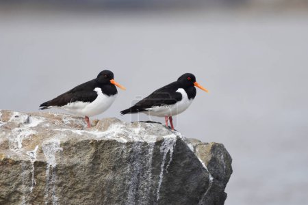 Photo for Eurasian Oystercatcher (Haematopus ostralegus) pair resting on a rock in spring. - Royalty Free Image