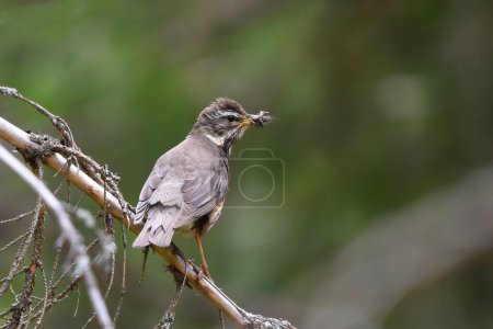 Photo for Redwing (Turdus iliacus) perched on the branch with beak full of insects in summer. - Royalty Free Image