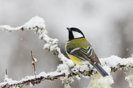 Téléchargez les photos : Great tit (Parus major) sitting on a snowy branch in sowfall in winter. - en image libre de droit