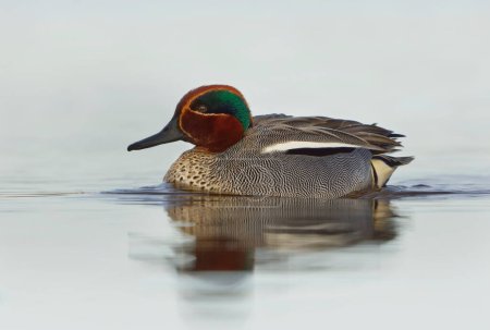 Eurasian teal (Anas crecca) male swimming in the river in spring.