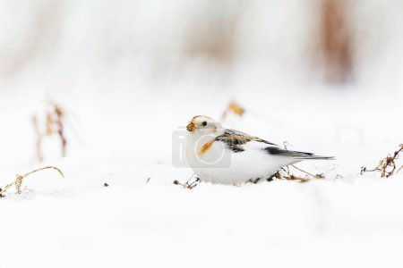 Téléchargez les photos : Bruant des neiges (Plectrophenax nivalis) assis dans la neige au début du printemps. - en image libre de droit