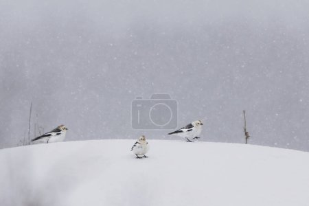 Téléchargez les photos : Bruants de neige (Plectrophenax nivalis) debout dans la colline de neige en fortes chutes de neige au début du printemps. - en image libre de droit