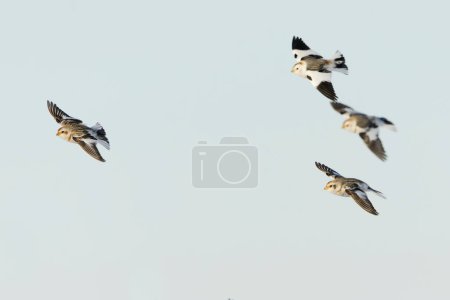 Téléchargez les photos : Bruant des neiges (Plectrophenax nivalis) volent dans le ciel au début du printemps. - en image libre de droit