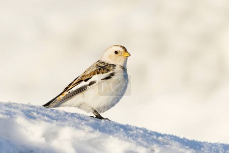 Téléchargez les photos : Bruant des neiges (Plectrophenax nivalis) debout dans la neige au début du printemps. - en image libre de droit