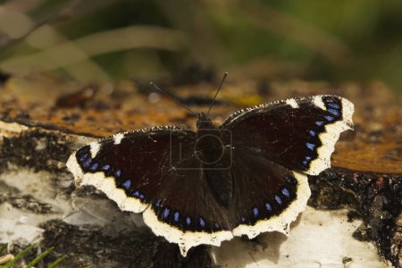Téléchargez les photos : Manteau de deuil (Nymphalis antiopa) papillon reposant sur une souche d'arbre au printemps. - en image libre de droit