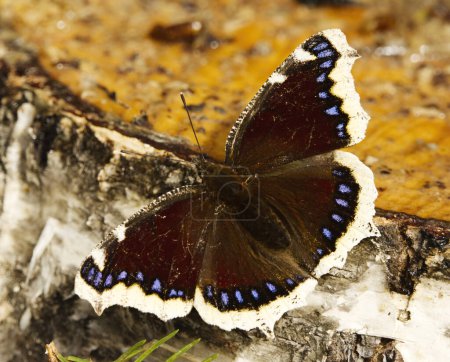 Téléchargez les photos : Manteau de deuil (Nymphalis antiopa) papillon reposant sur une souche d'arbre au printemps. - en image libre de droit
