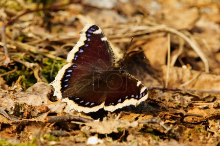 Téléchargez les photos : Manteau de deuil (Nymphalis antiopa) papillon reposant sur le sol au printemps. - en image libre de droit