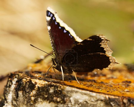 Téléchargez les photos : Manteau de deuil (Nymphalis antiopa) papillon se nourrissant de la sève de bouleau au printemps - en image libre de droit