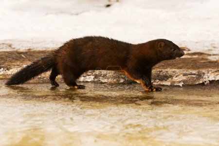 Photo for American mink (Neogale vison) running on the ice in early spring morning. - Royalty Free Image