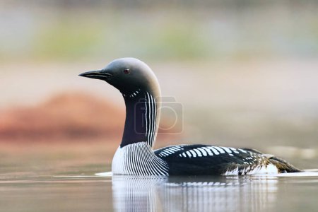 Photo for Black-throated loon, arctic loon or black-throated diver (Gavia arctica) swimming in a lake in spring. - Royalty Free Image