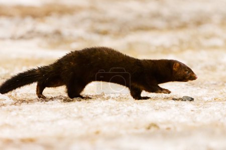Photo for American mink (Neogale vison) running on the ice in early spring morning. - Royalty Free Image