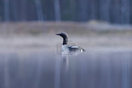 Photo for Black-throated loon, arctic loon or black-throated diver (Gavia arctica) swimming in a misty lake in spring morning. - Royalty Free Image