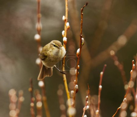 Photo for Common chiffchaff (Phylloscopus collybita) perched on a willow branch in the forest in spring. - Royalty Free Image
