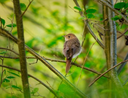 Thrush nightingale (Luscinia luscinia) perched in the forest in spring.