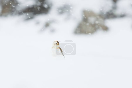 Téléchargez les photos : Bruant des neiges (Plectrophenax nivalis) en fortes chutes de neige dans la neige au début du printemps. - en image libre de droit