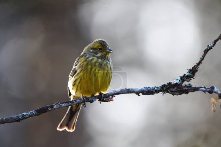 Foto de Yellowhammer (Emberiza citrinella) retroiluminado sentado en una rama en primavera. - Imagen libre de derechos