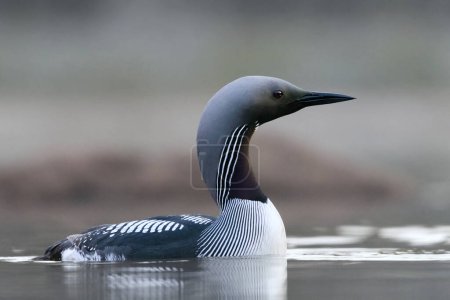 Photo for Black-throated loon, arctic loon or black-throated diver (Gavia arctica) swimming in a lake in spring. - Royalty Free Image