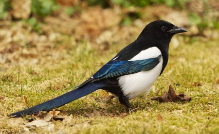 Photo for The Eurasian Magpie or Common Magpie (Pica pica) on the ground in spring - Royalty Free Image