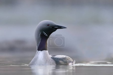 Photo for Black-throated loon, arctic loon or black-throated diver (Gavia arctica) closeup swimming in a lake in spring. - Royalty Free Image