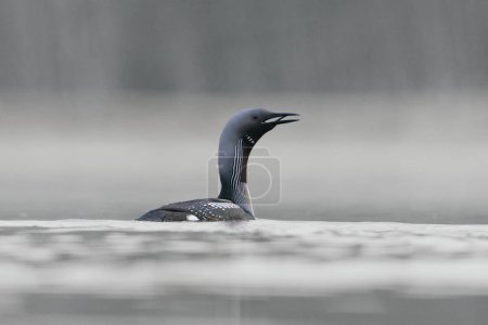 Photo for Black-throated loon, arctic loon or black-throated diver (Gavia arctica) calling in a lake in spring. - Royalty Free Image