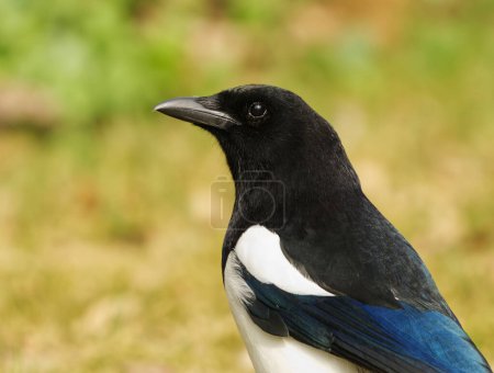 The Eurasian Magpie or Common Magpie (Pica pica) on the ground closeup in spring