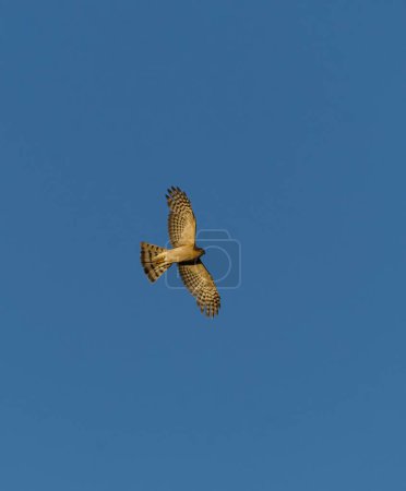 Eurasian sparrowhawk (Accipiter nisus) flying in the blue sky in summer.