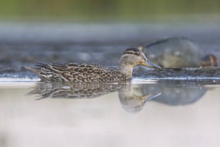 Eurasian teal (Anas crecca) female swimming in the wetlands in summer.