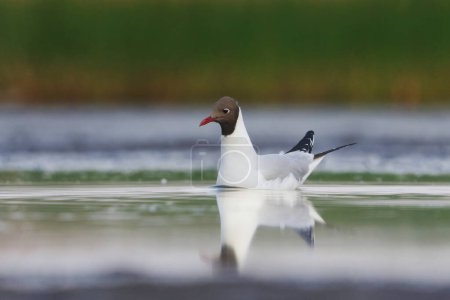 Black-headed gull (Chroicocephalus ridibundus) swimming in the wetlands in summer.