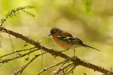 Common chaffinch (Fringilla coelebs) male in the forest in spring.