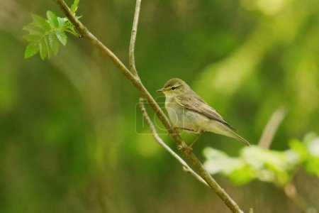Willow warbler (Phylloscopus trochilus) sitting on a branch in the forest in spring.