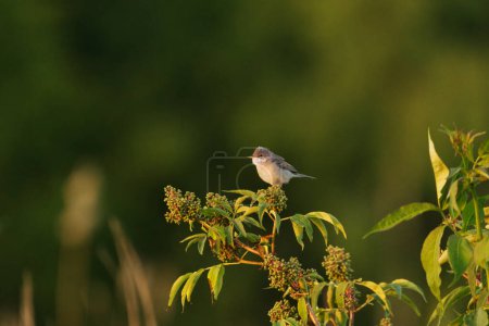 Common whitethroat or greater whitethroat (Curruca communis) sitting on top of a bush in summer.