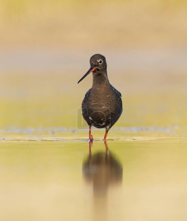 Spotted redshank (Tringa erythropus) looking for food in the wetlands in summer.
