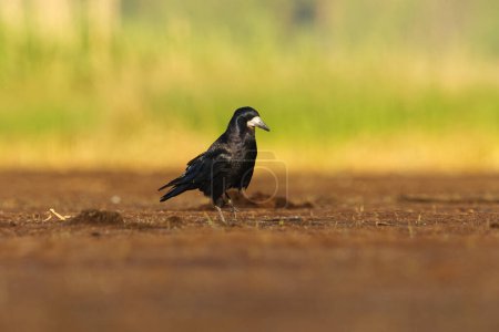 Rook (Corvus frugilegus) looking for food in the wetlands in summer.