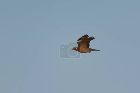 Téléchargez les photos : Pigeon des bois (Columba palumbus) volant dans le ciel en été. - en image libre de droit