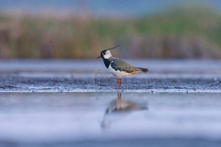 Northern lapwing (Vanellus vanellus) searching for food in the wetlands in summer.