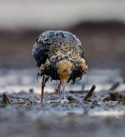 Ruff (Calidris pugnax) mâle se nourrissant dans les milieux humides à l'aube de l'été.
