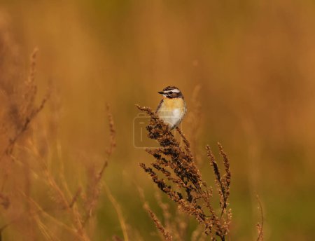 Whinchat (Saxicola rubetra) sitting on top of the shrubs in summer.