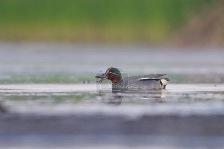Eurasian teal (Anas crecca) male feeding in the wetlands in summer.