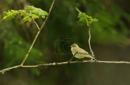 Willow warbler (Phylloscopus trochilus) in the forest sitting on a branch in spring.