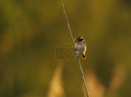 Whinchat (Saxicola rubetra) backlit sitting on a reed with bugs in it's beak in summer.