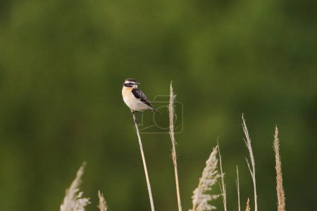 Whinchat (Saxicola rubetra) backlit sitting on top of the reeds in summer.
