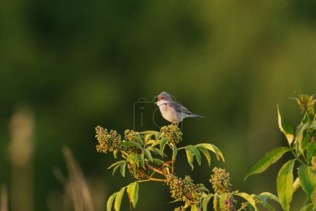 Common whitethroat or greater whitethroat (Curruca communis) singing on top of the bush in summer.