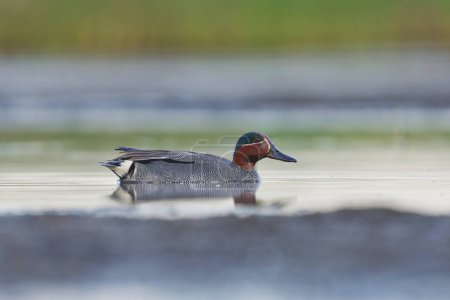 Eurasian teal (Anas crecca) male swimming in the wetlands in summer.