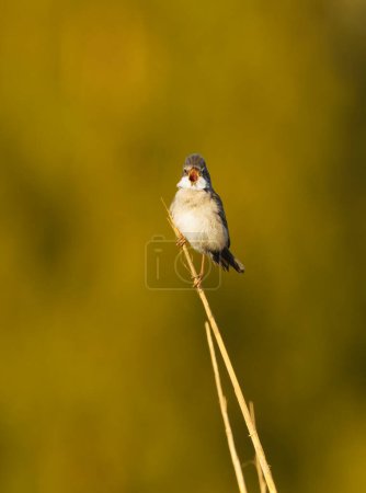 Common whitethroat or greater whitethroat (Curruca communis) singing on top of the reeds in summer.