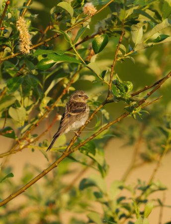 Common redpoll (Acanthis flammea) juvenile perched in a bush in summer.