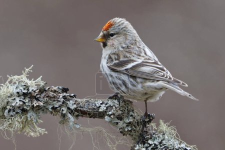 Common redpoll (Acanthis flammea) sitting on a branch in spring