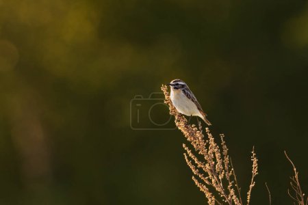 Whinchat (Saxicola rubetra) sitting on top of the shrubs in summer.
