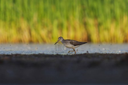 Photo for Common greenshank (tringa nebularia) feeding in the wetlands in summer. - Royalty Free Image