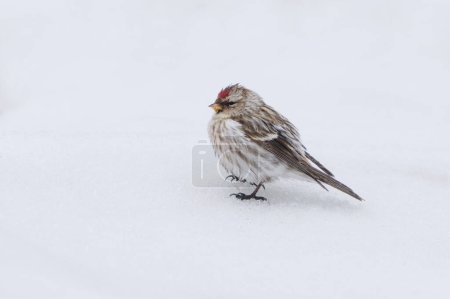 Common redpoll (Acanthis flammea) standing in the snow in early spring.