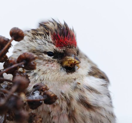 Common redpoll (Acanthis flammea) feeding on tansy seeds closeup in early spring.